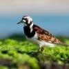 Kamenacek pestry - Arenaria interpres - Ruddy Turnstone o1009